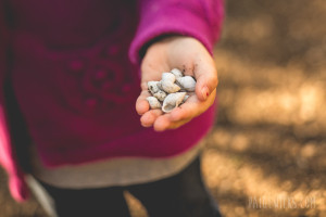 child collecting shells (austin children's photographer)