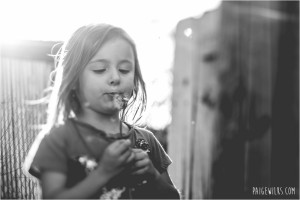 little girl blowing dandelion seeds in backlight lensbaby