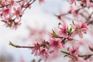 peach tree blossoms with bee flying